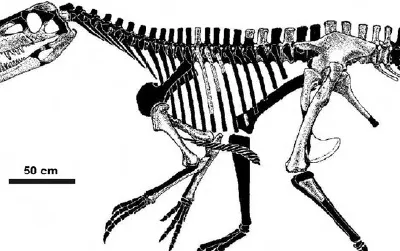 A skeletal restoration of Smok wawelski. The black parts are missing elements of the skeleton.