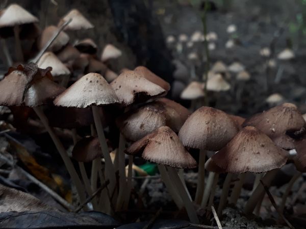 A group of Mushroom friends thumbnail