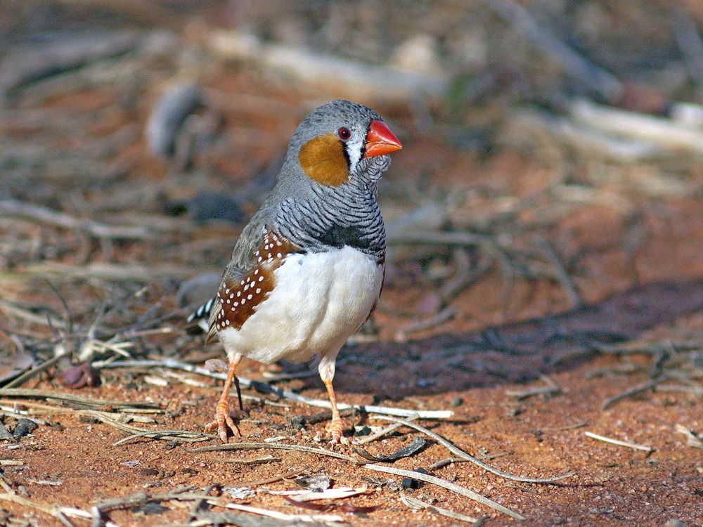 baby zebra finch development