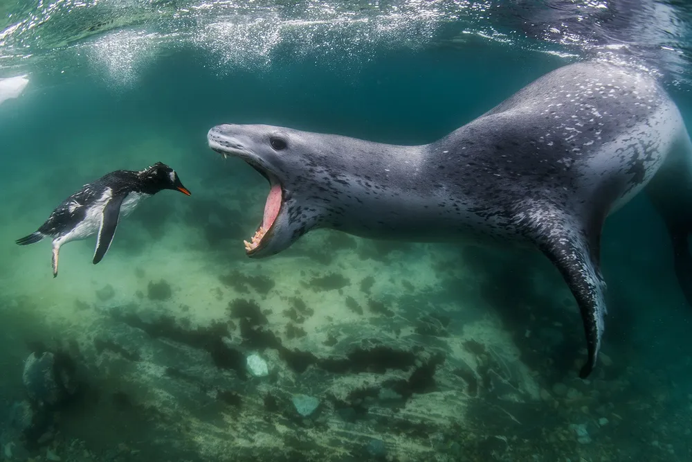 An image of a seal chasing a Gentoo penguin in the ocean