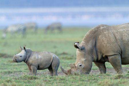 White rhinos graze in Nakuru National Park, Kenya.