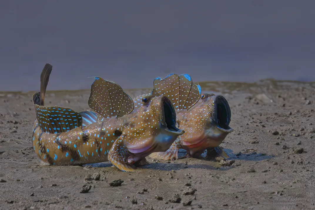two mudskippers sit on sand with their mouths wide open