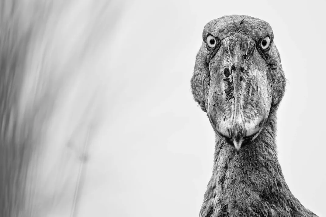 a bird with a thick bill looks into the camera in black and white