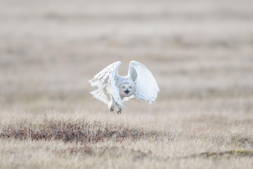 OCT018_I09_SnowyOwls-OPENER.jpg