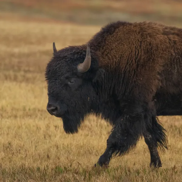 Male Bison in Custer State Park thumbnail