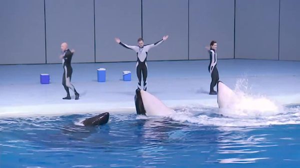 Preview thumbnail for Killer Whales Perform at the Moscow Aquarium