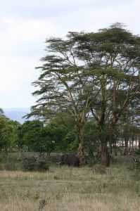 20110520102408elephantacacia-199x300.jpg