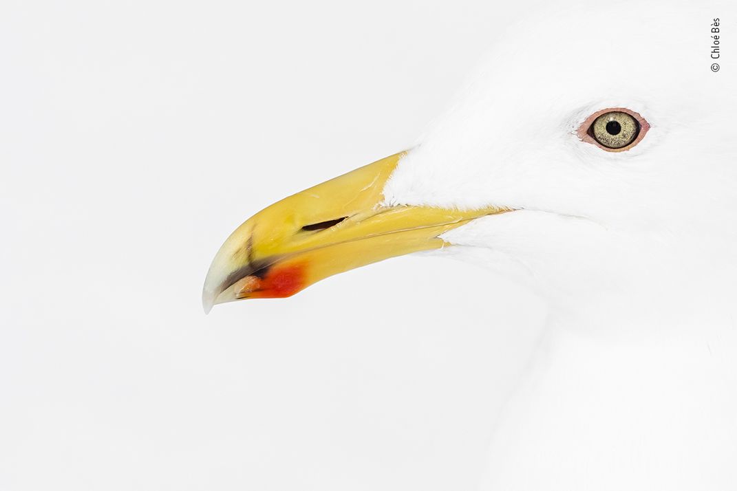close-up of a gull