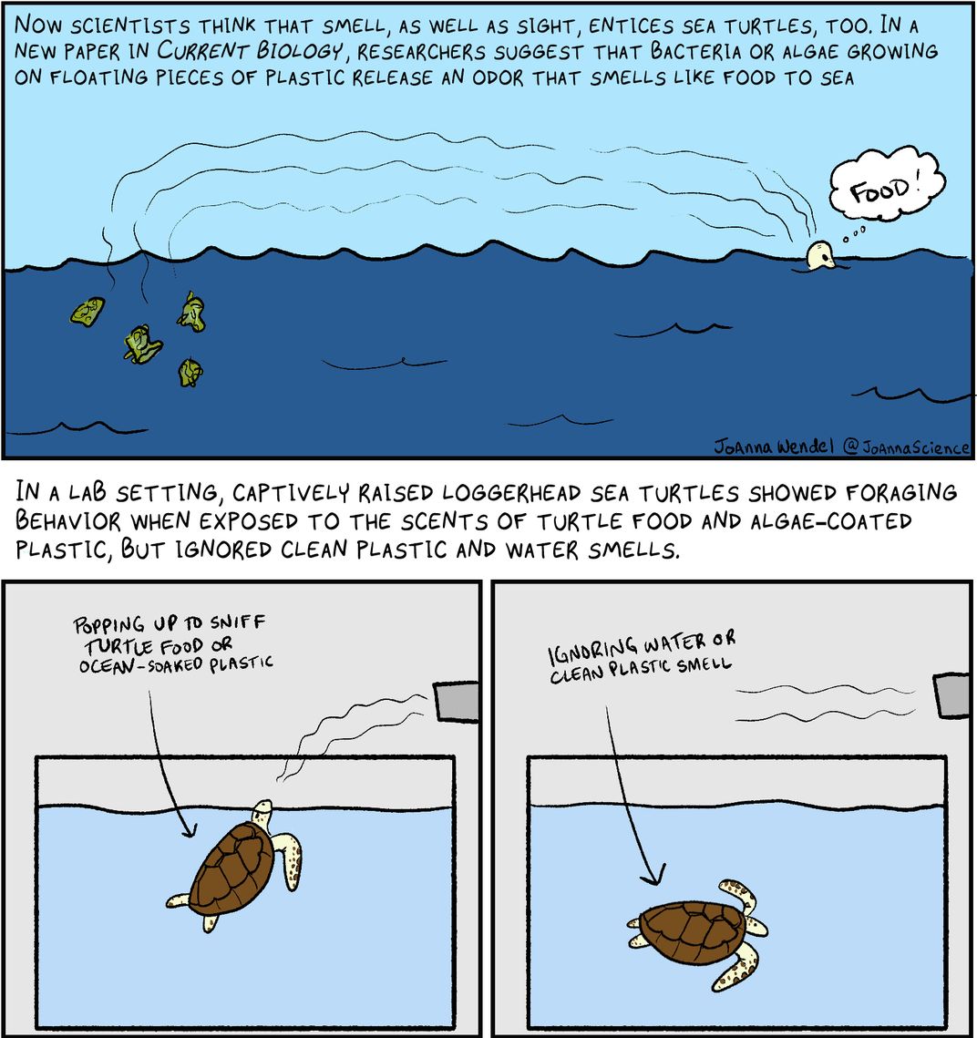 P4: “Smell, as well as sight, may entice sea turtles, too. Algae growing on plastic release an odor that smells like food.” P5+6: “In a lab, sea turtles foraged near scents of turtle food and algae-coated plastic, but ignored clean plastic smells.”