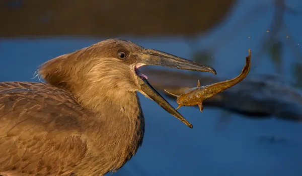 Hamerkop close fish thumbnail