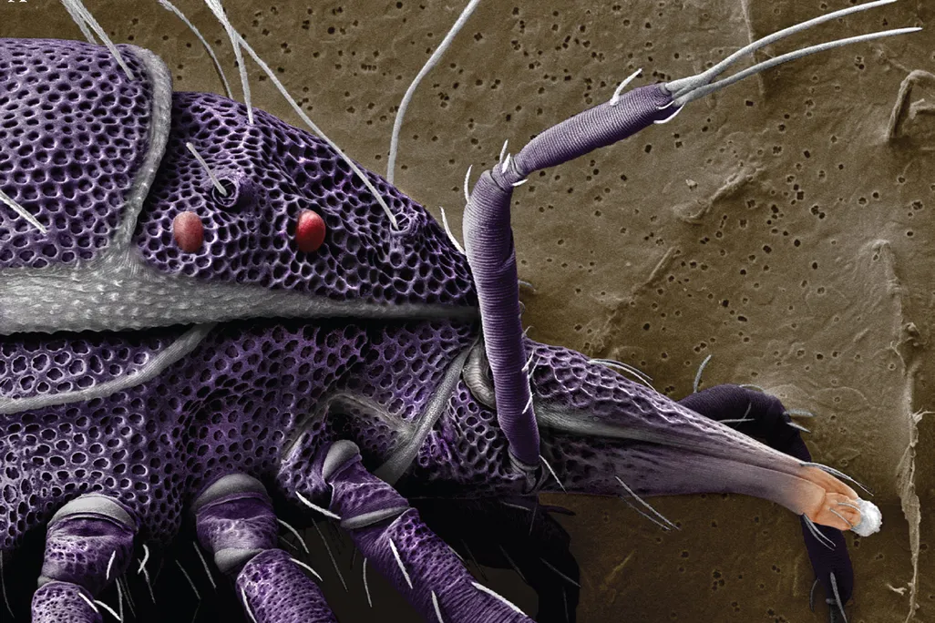 Trachymolgus Purpureus