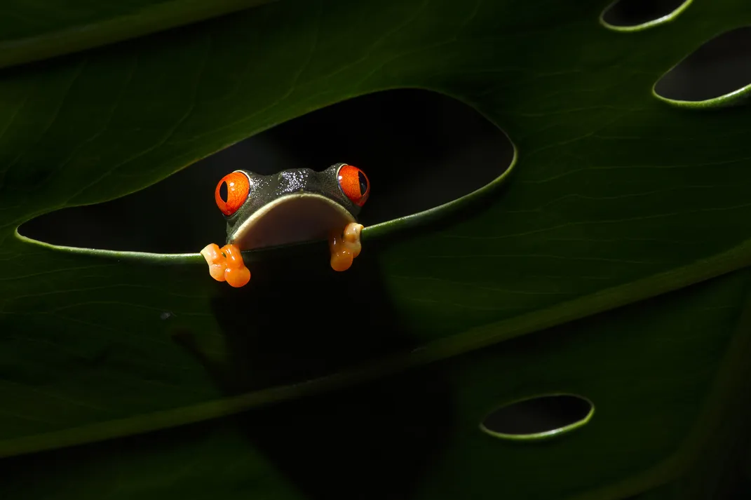 Frog peaking through a hole in leaf