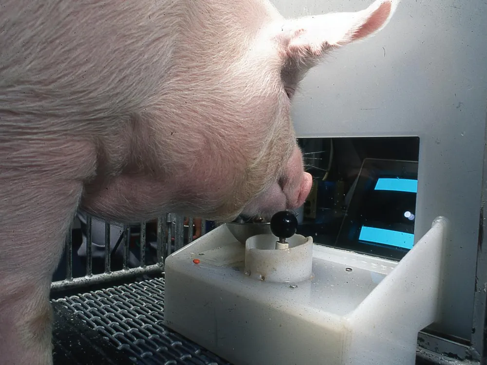 A pink pig stands at a video game console, with its snout above a joystick