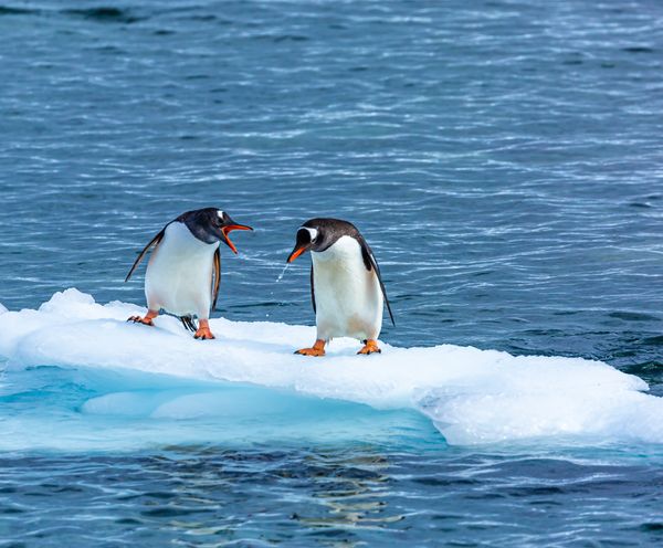 Here's what I think - Two Gentoo Penquins on a piece of ice interacting in a comical way. thumbnail