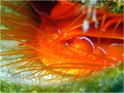 The rim of white light emanating from the disco clam's lips in this image seems to be its best defense against a predator.  