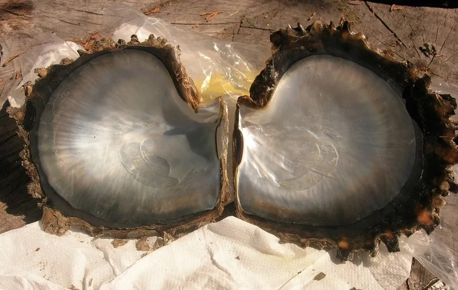 Înveliș de moluște desfăcut pe materiale de ambalare albe