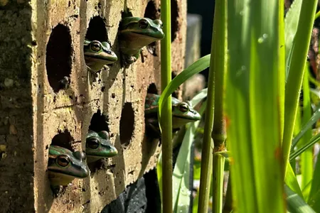 The frog saunas are easy to make and cost around $50 to put together.