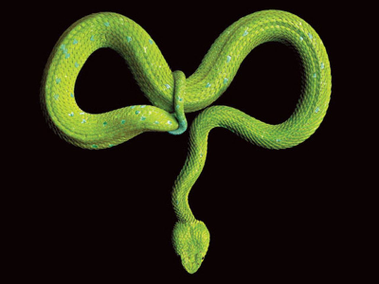 Collage-Arts-Snake-631.jpg