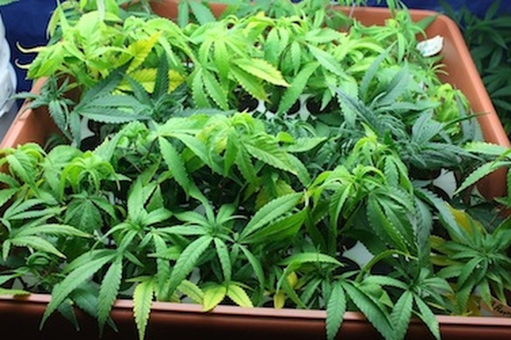 marijuana isn’t a painkiller