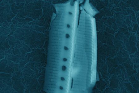 The "diatom" in question.