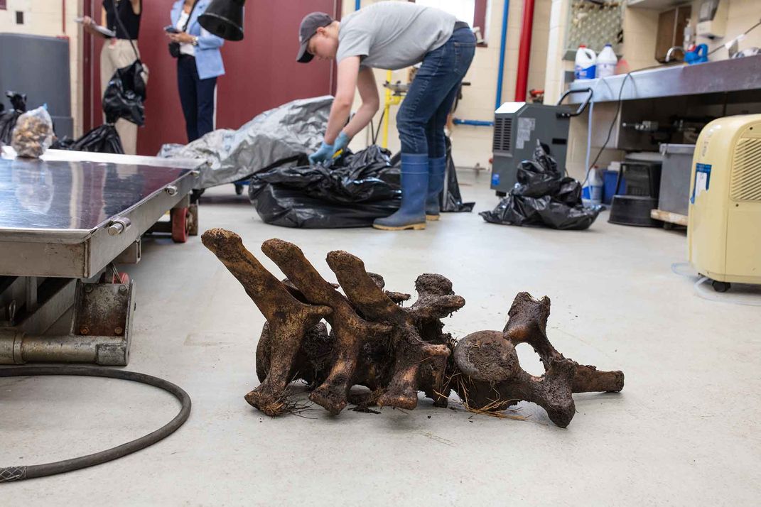 How an Orca Skeleton Made Its Way From Florida to the Smithsonian
