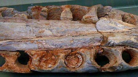 Despite being famous for its size, Spinosaurus is mostly known from fragments such as this bit of upper jaw. We don’t really know how large this carnivore was.