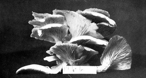 Photograph by Huron H. Smith/One Thousand American Fungi/The Bowen-Merril Company, 1900
