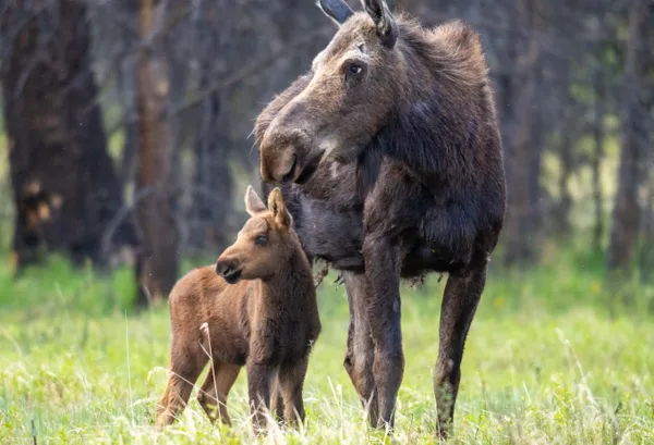 Moose Calf posing like its momma thumbnail