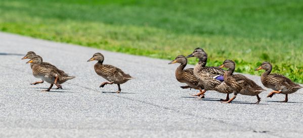 Momma duck and her chicks thumbnail