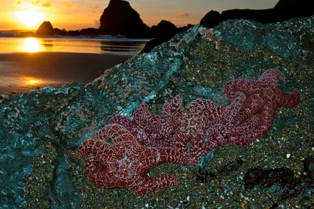 In the late 1960s, Bob Paine described the&nbsp;Pisaster&nbsp;sea star as a &ldquo;keystone species&rdquo; in Pacific Northwest tide pools. The concept has since taken on a life of its own.