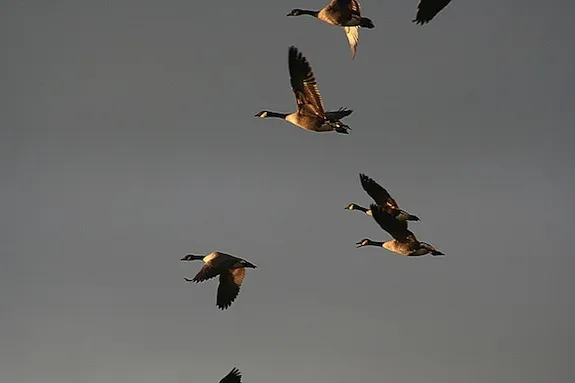 geese.jpg