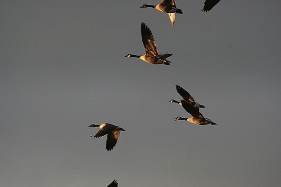 flock of canadian geese