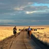 Two people ride on horseback along a dirt road lined by yellowing tall grass. In front of them are a dog and dozens of cattle.