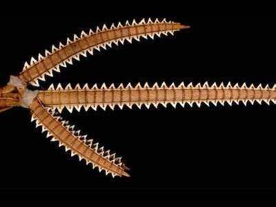 A trident lined with shark teeth, used in the study.