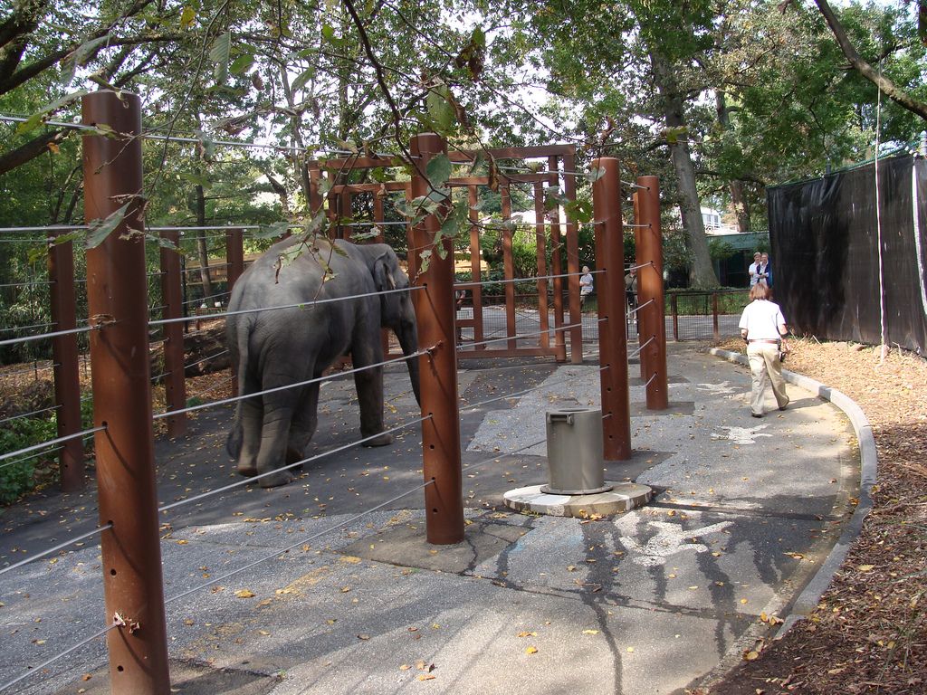 One of the elephants on the “Elephant Trek” exercise trail.