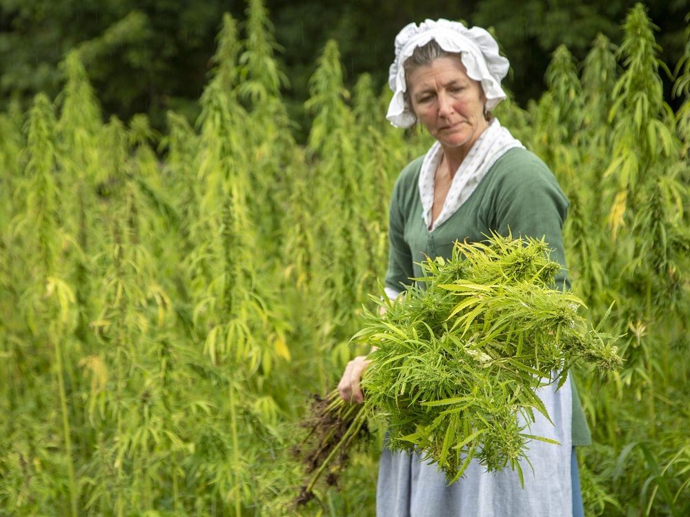 Hemp Harvest