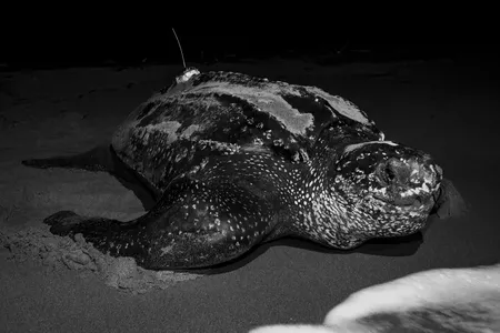 A leatherback turtle returns to the sea after nesting. Females spend three to five months at a time nesting, laying eggs for periods of about nine days.