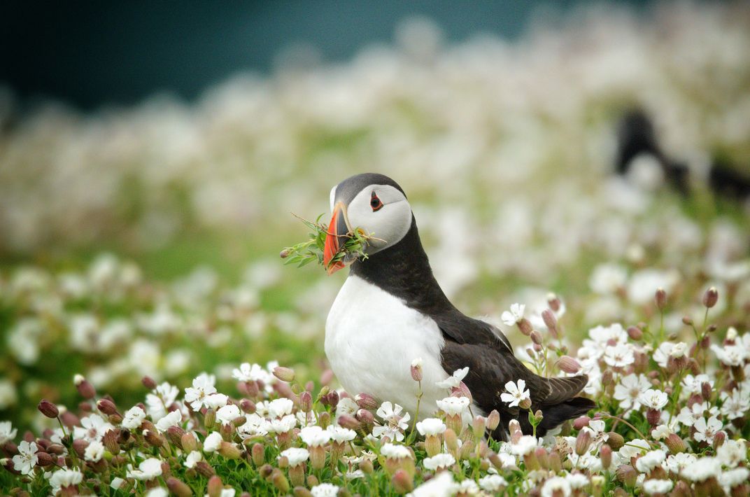 A puffin on Skomer Island in Wales