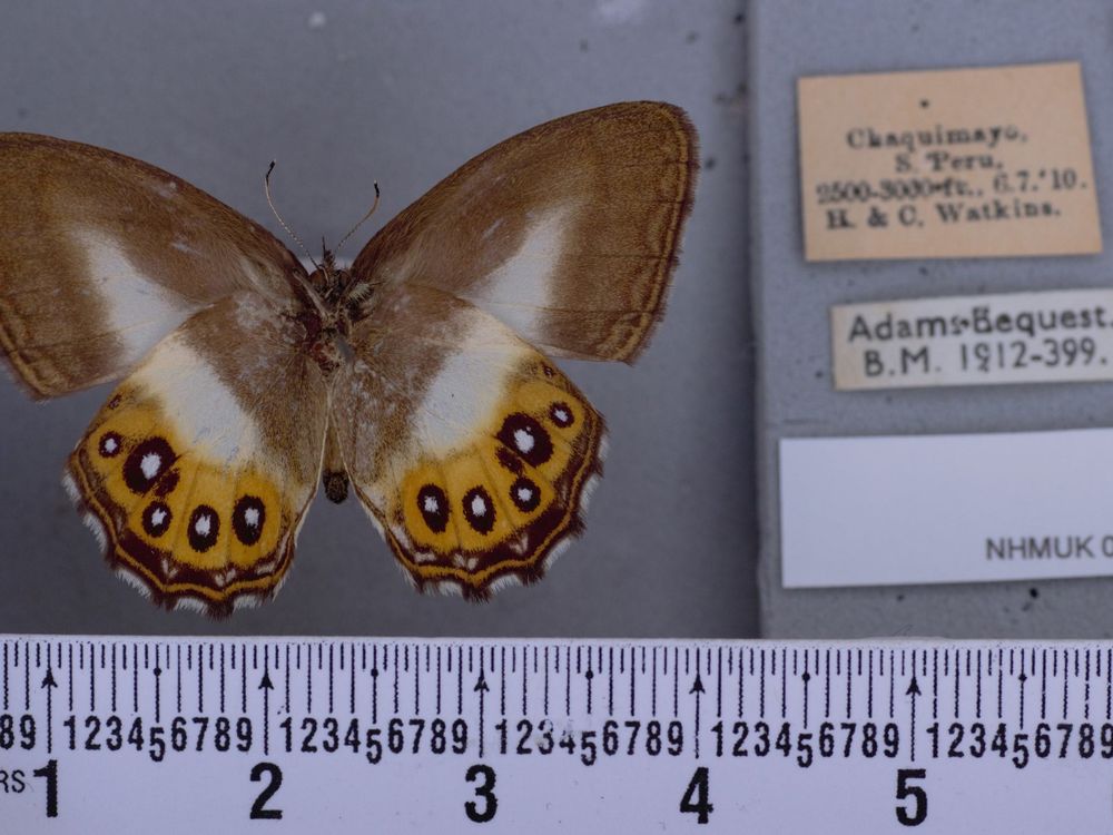 a butterfly with brown, white and orange wings and black eyespots appears about 4 inches long