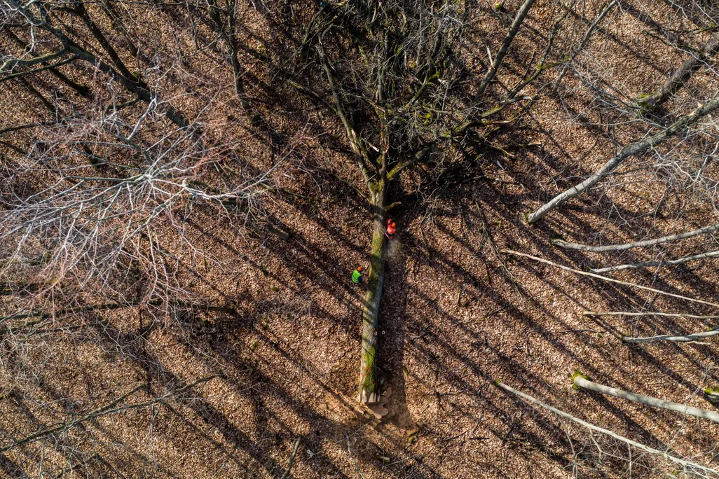 An aerial view of a tall tree, just felled, which lies on its side in the middle of a forest