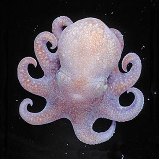 Megaleledone setebos octopus