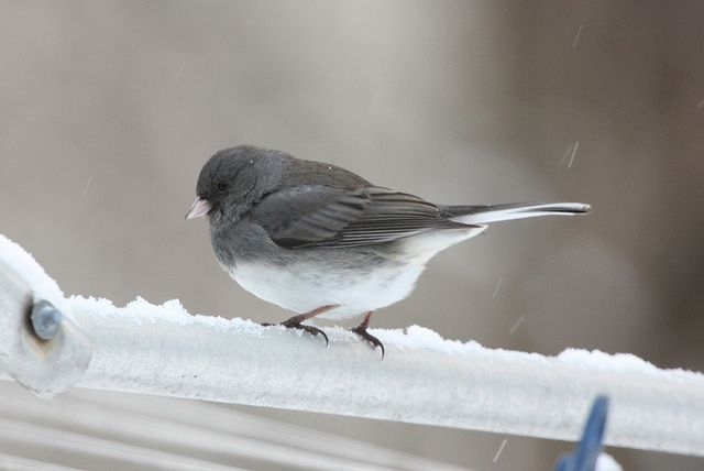 20121017073018junco.jpg