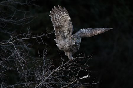 Whoooo, me? This surprised owl took first place in the Audubon Photography Awards.