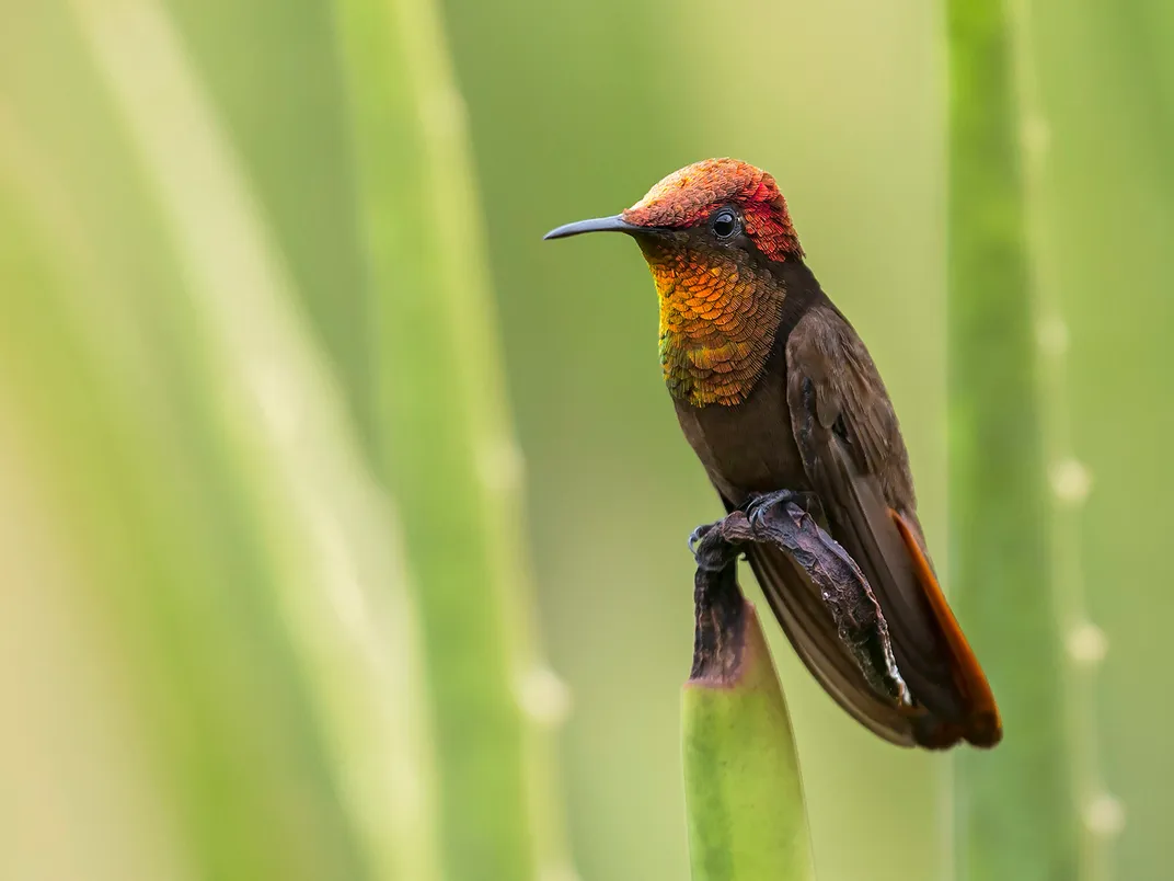 Ruby-Ropaz Hummingbird