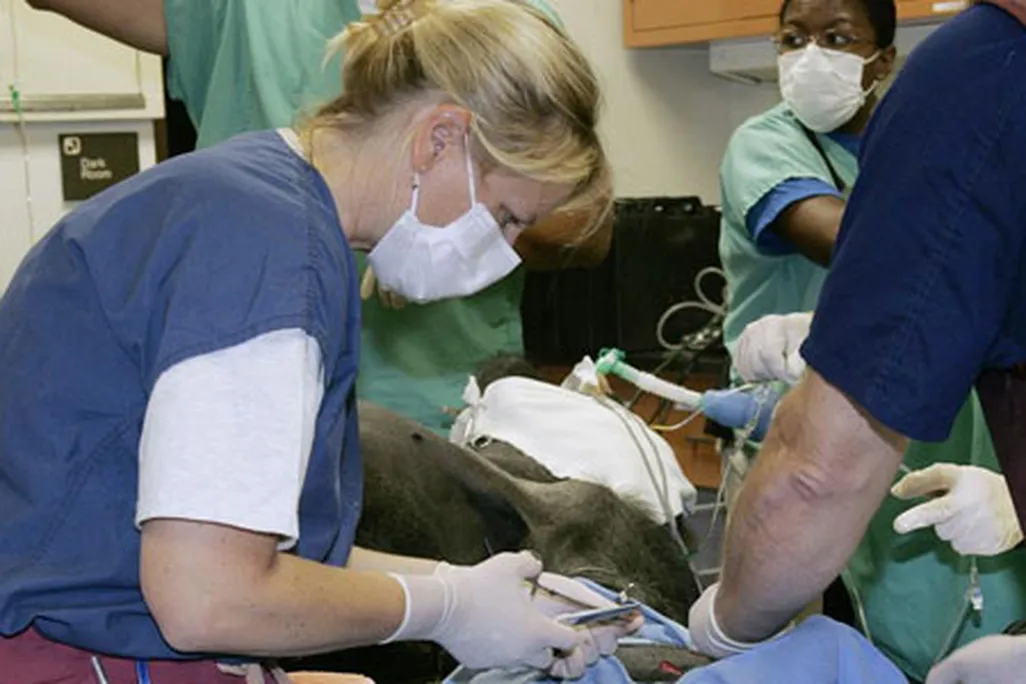 Dr. Murray operates on one of the Zoo’s gorillas