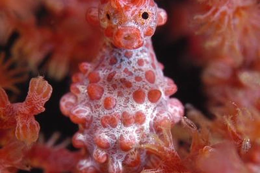 20110520104056pygmyseahorse.jpg