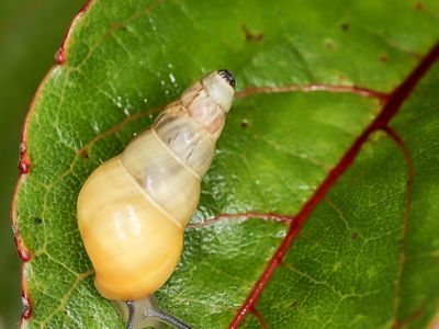 Laminella venusta is a state land snail endemic to Molokai.