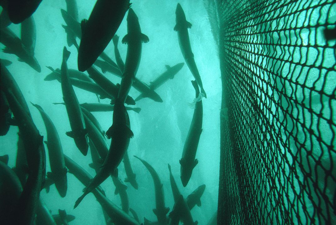 Thousands of Invasive Salmon Escape From Farm in Pacific ...