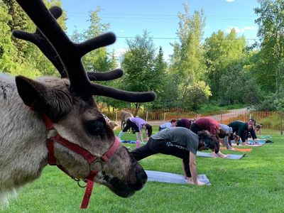 This summer, Fairbanks' Running Reindeer Ranch is offering visitors the chance to practice yoga alongside adult and baby reindeer