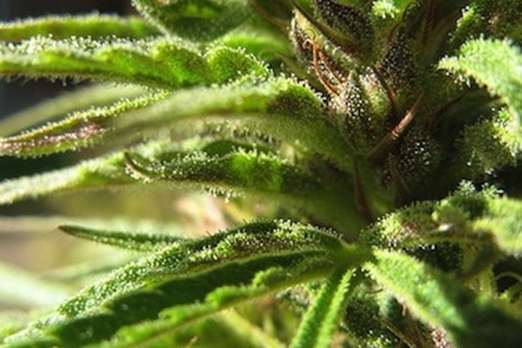 cannabis